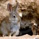 Descripción: Conejo de campo (Oryctolagus cuniculus)